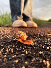 snail on the street