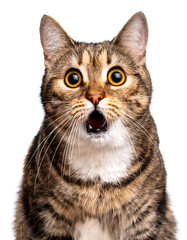 Obraz premium Adult cat with funny expression, surprised or shocked and open mouth looking at camera isolated on white background