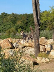 zebra, savane, baum, natur, landschaft, wüste, himmel, baum, wald, berg, olive, green, alt, fels, fels, kofferraum, holz, sommer, sand, pflanze, hills, blau, park, meer, gras, italien
