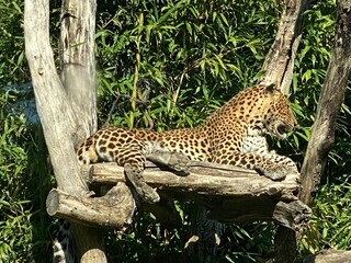 leopard gepard jaguar im zoo © fotoak80
