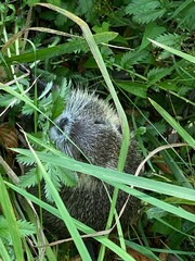 nutria, bieber, ratte, igel, tier, säugetier, wild, wild lebende tiere, natur, gras, isoliert, stachelschwein, nager, bartstoppeln, baby, hübsch, gering, stachelig, schnauze, weiß, nadel, atelier, sch