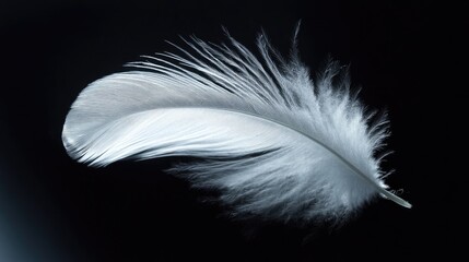 Soft, elegant white feathers gently floating against a dark black background, creating a striking and delicate contrast