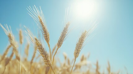 A close-up of golden wheat gently swaying in the breeze, with the sun shining brightly overhead and blue skies in the background.