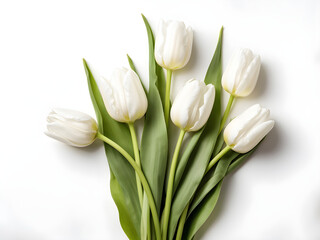 white tulips isolated on white with clipping path

