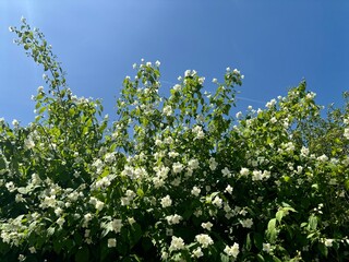 blossoming jasmine in spring