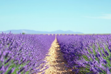 Obraz premium A tranquil lavender field in full bloom under a clear blue sky, with soft sunlight enhancing the purple hues. Ideal for promoting relaxation and a sense of peace