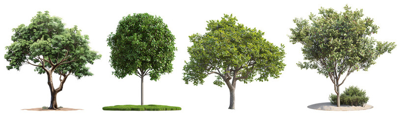 Four distinct trees showcasing a variety of foliage and shapes, ideal for landscaping design.