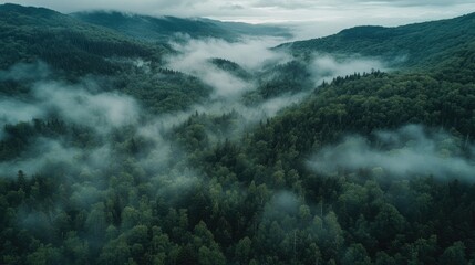 Obraz premium A misty morning aerial view of a dense forest nestled between mountain ranges, with low-hanging clouds creating a serene atmosphere.