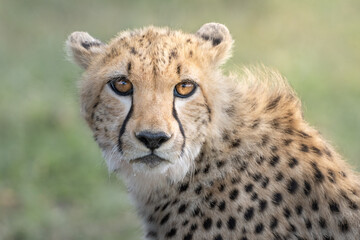portrait of cheetah
