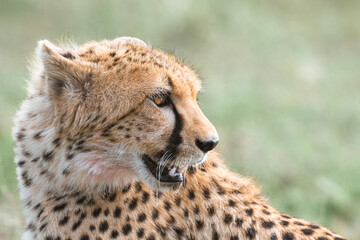 cheetah in the grass
