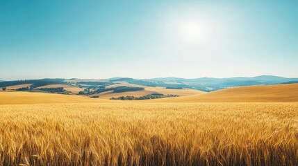 A panoramic view of endless wheat fields bathed in bright sunlight, with rolling hills and clear skies in the background.