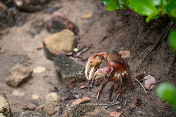 crab on the ground