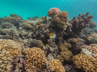 coral reef and coral