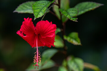 red hibiscus flower