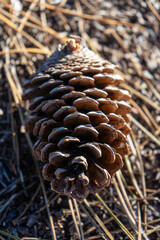 A dried pinecone lies on the ground, surrounded by scattered pine needles and earthy textures, capturing the essence of nature&rsquo;s simplicity in an outdoor setting.