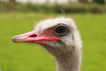 Vogel Strauss im Portrait