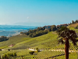 vineyard