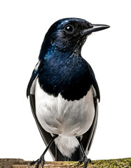 Fototapeta premium Magpie Robin isolated on white background