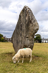 Sheep grazing around Avebury Neolithic henge stone monument .New Stone Age around the village of...