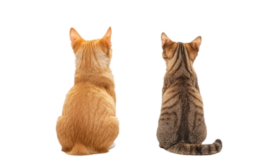 Ginger red cat  isolated on white or transparent background