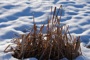 Snow on ground during winter season weather in Texas landscape with grass.