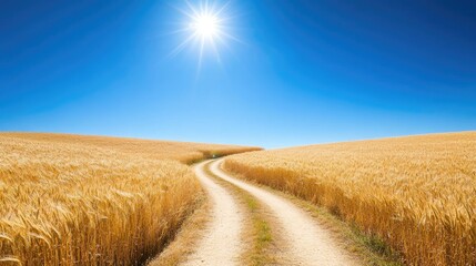 Fototapeta premium A winding dirt path cutting through a sunlit wheat field, leading to the horizon under a perfectly clear blue sky.