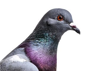 Racing pigeon isolated on white background © Saddha Visual
