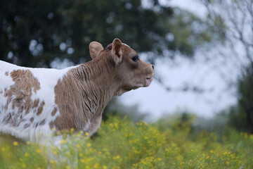 Spotted crossbred beef calf on Texas farm during overcast fall day.