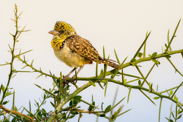 Barbet