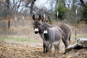 Fototapeta premium Pair of mini donkeys closeup as friends in Texas farm field, livestock animals.