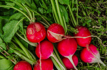 Radishes are harvested from the garden and lie in bunches, all flat one radish with a crack