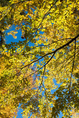 tree crown with golden beech leaves, view from bottom up