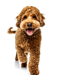 Fototapeta premium Studio Portrait of Smiling Goldendoodle with curly fur walking forward isolated on white background