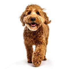 Fototapeta premium Studio Portrait of Smiling Goldendoodle with curly fur walking forward isolated on white background