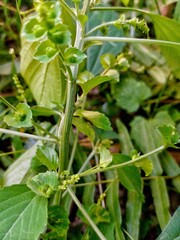 Close-up photo of fern leaves