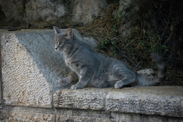 An Alley Cat in Jerusalem, Israel