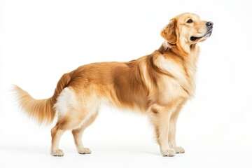 A realistic side view of a golden retriever isolated on a clean white background, showcasing its fluffy fur and playful expression in a digital art style.