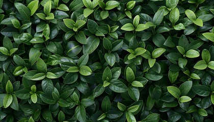 Fototapeta premium Green tea plant top view.
