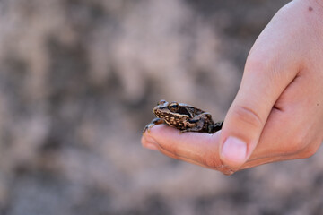 A frog in a human hand, closeup