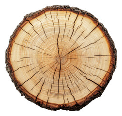 Fototapeta premium PNG Tree trunk cross-section with growth rings