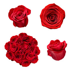 flower rose petal blosspm background