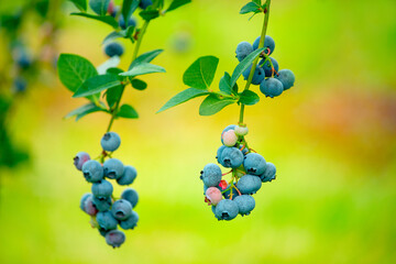 blueberries ripe and unripe on bushes in a garden 