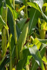 Fototapeta premium Close-up of corn cobs in the field of the corn plantation.