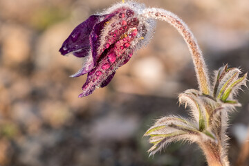 Pulsatilla Montana