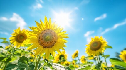 A vibrant summer landscape featuring a sprawling sunflower field in full bloom.