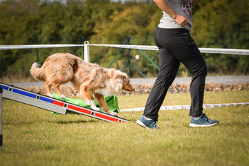 Dog is running in agility park on dog walk. She teachs new thing for competition.