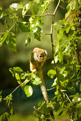 a squirrel monkey perched on a tree branch. Monkeys in their enclosure at the zoo. An animal in captivity.	