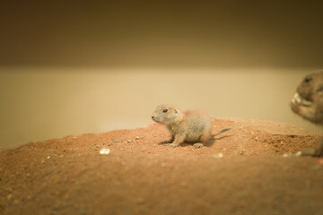 Black-tailed Prairie Dog is in her zoo habitat. Sand habitat in zoo in sunny day.	
