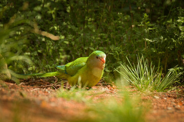 A lori parrot sits on a branch in its enclosure at the zoo. A summer day at the Czech zoo	
