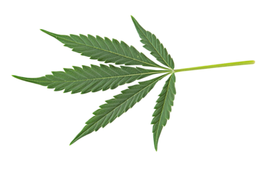 A green leaf of cannabis on transparent background, png